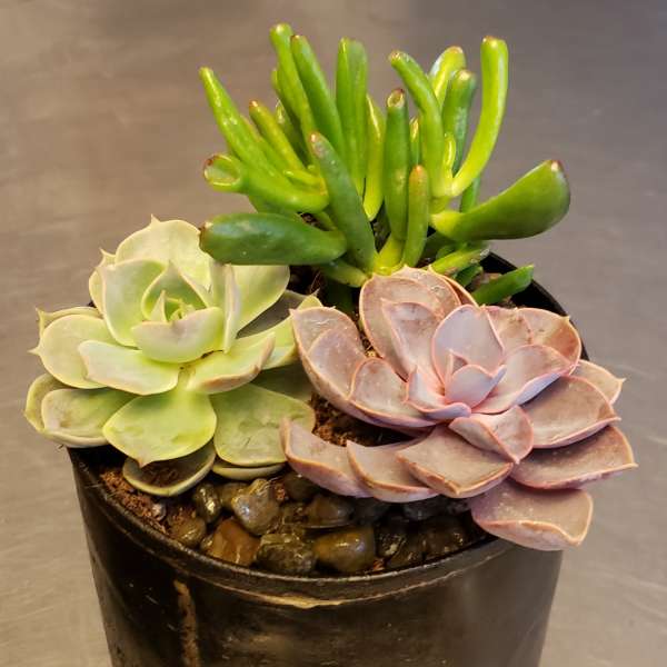 Small potted succulent arrangement with three rosette succulents in a black container