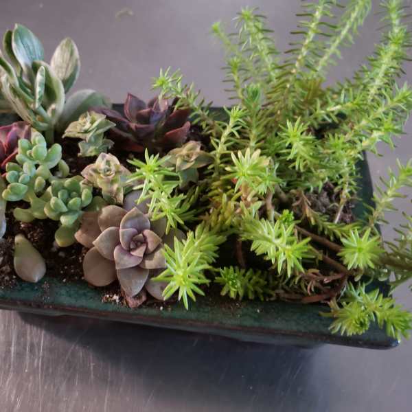 Succulent arrangement in a rectangular planter with mixed rosettes and trailing greenery