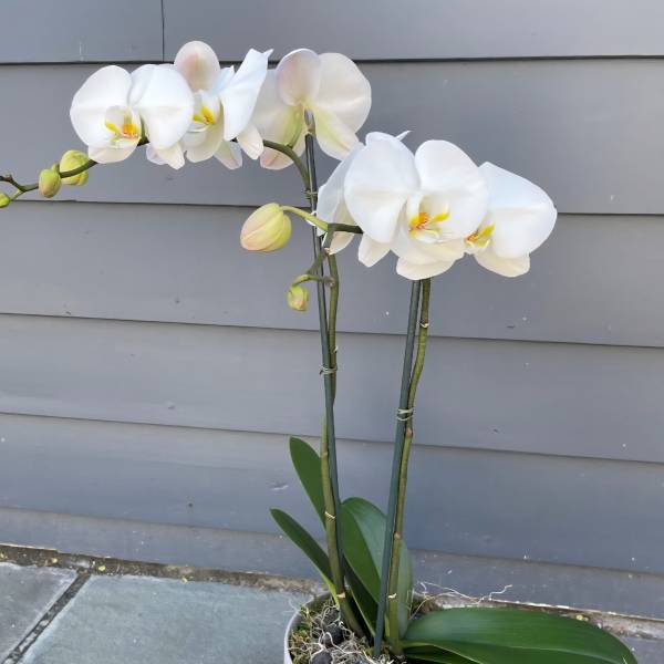 Potted white phalaenopsis orchid with two tall flowering stems in a white cylinder pot.