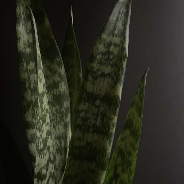 Close-up of tall variegated snake plant leaves against a dark background