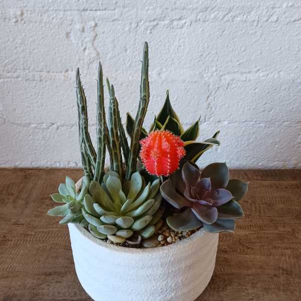 Potted succulent arrangement with a bright red cactus in a white planter