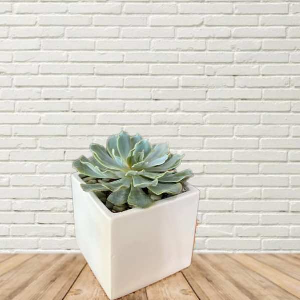 Potted succulent in a white square planter
