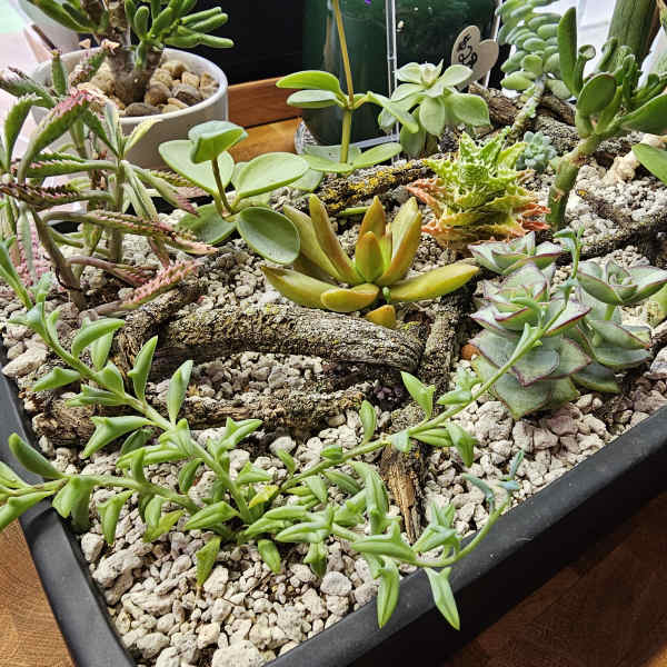 Large succulent garden