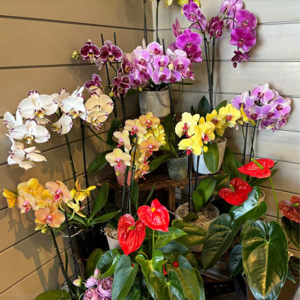 Display of potted orchids and red anthuriums in a shop corner