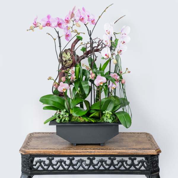 Tall orchid arrangement in a black rectangular planter