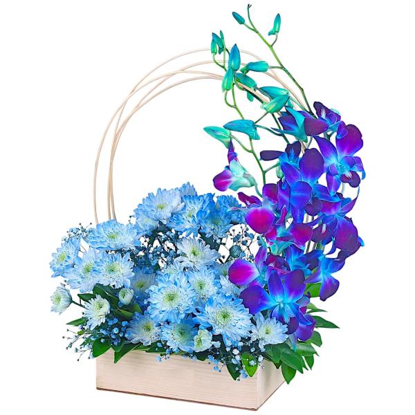 Blue Orchid Delight