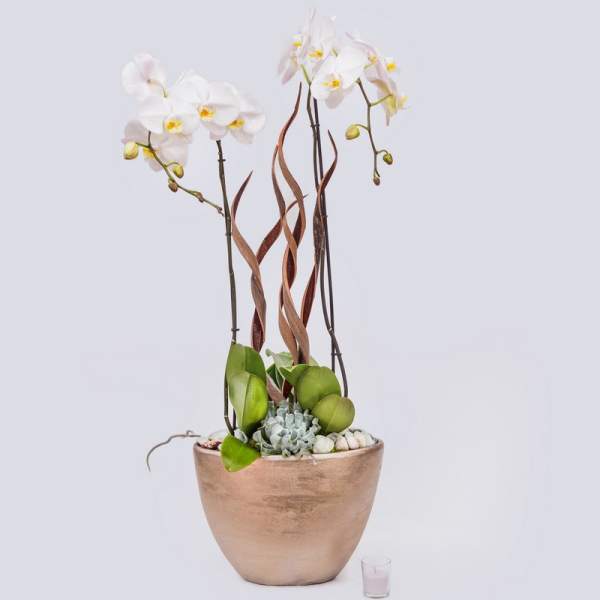 White orchids in a tan pot with succulents and decorative twigs