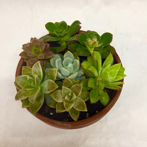 Potted succulent arrangement with multiple rosette plants in a round terracotta pot