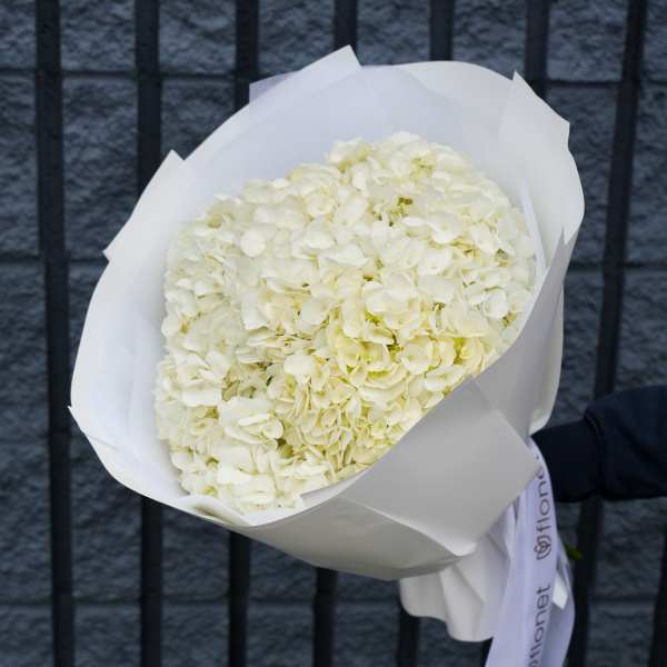 Bouquet of white hydrangeas wrapped in white paper