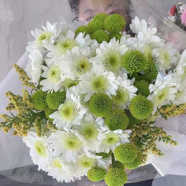 Bouquet of white daisies and green pompon chrysanthemums wrapped in clear paper