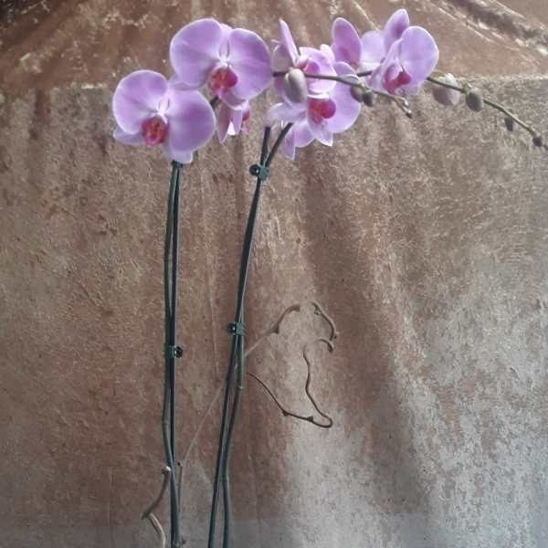 Potted orchid with pink blooms and a small succulent in a white container