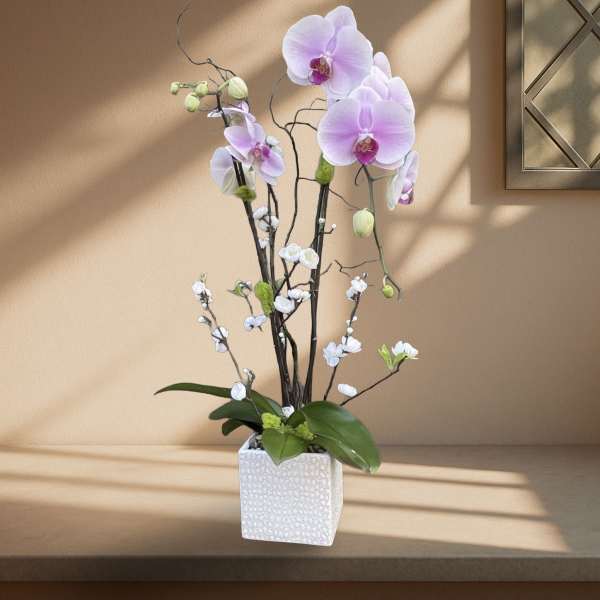 Potted orchid arrangement with pale pink blooms in a white square planter