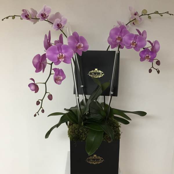 The Grand Assorted Orchid Display
