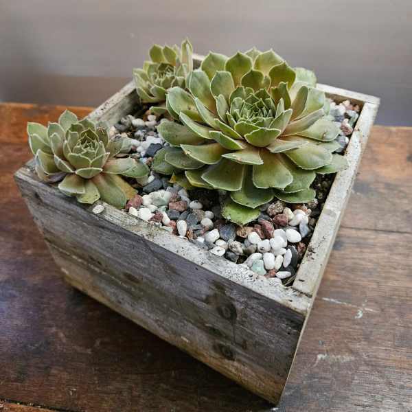 Succulent arrangement in a square wooden planter with pebbles