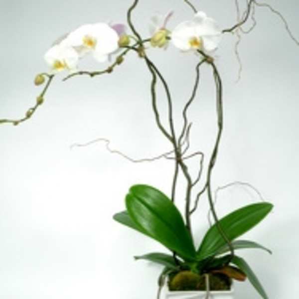 White orchid plant in a white square pot
