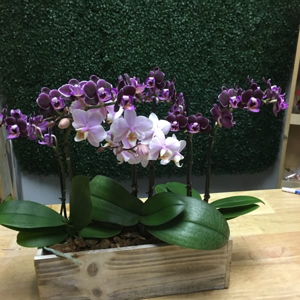 Orchids in a box