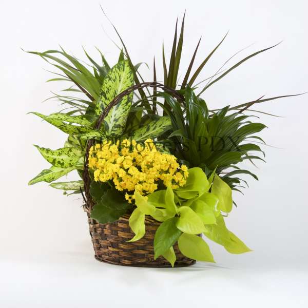 Basket arrangement with yellow flowers and assorted green plants