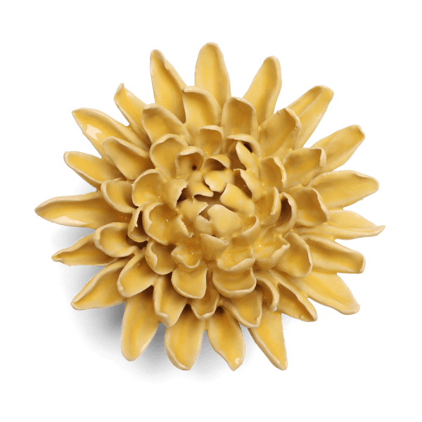 Yellow chrysanthemum bloom on a plain background