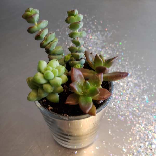 Small potted succulent arrangement in a metal container