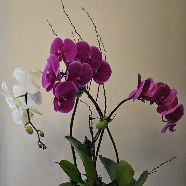 Purple and white orchids arranged in a rectangular metal planter
