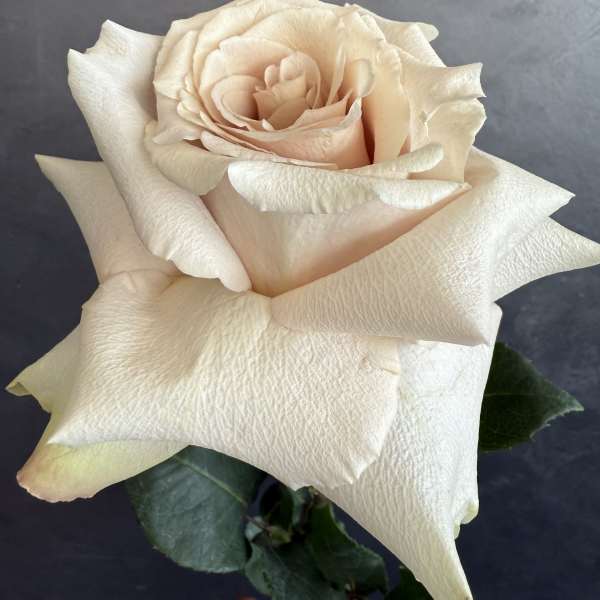 Single pale blush rose bloom against a dark background