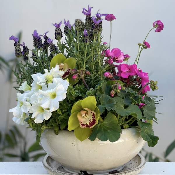 Mixed flowering plants with white blooms, pink flowers, and green cymbidium orchids in a white ceramic bowl planter
