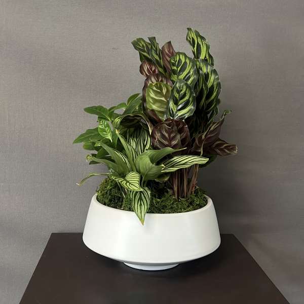 Potted calathea plant in a white ceramic planter