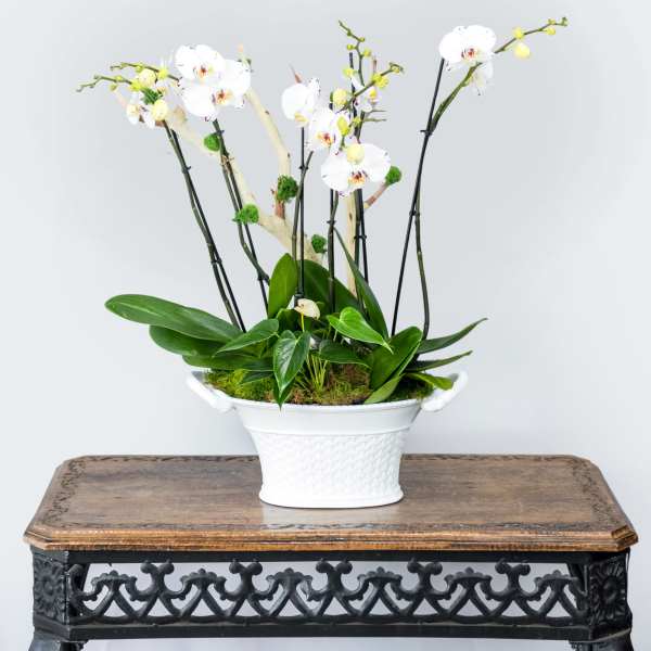 White orchids arranged in a white planter on a wooden table