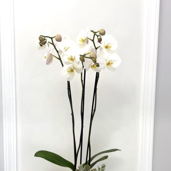 White orchid arrangement in a white pot with a succulent accent