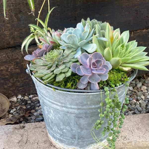 A metal bucket planter filled with assorted succulents and trailing string-of-pearls.