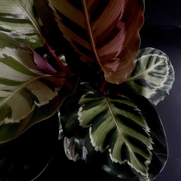 Calathea 'Medallion' 6"