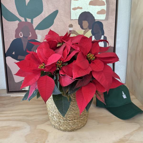 Potted red poinsettia in a woven basket