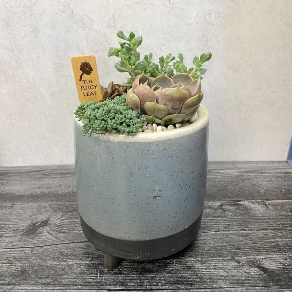 Potted succulent arrangement in a gray ceramic planter
