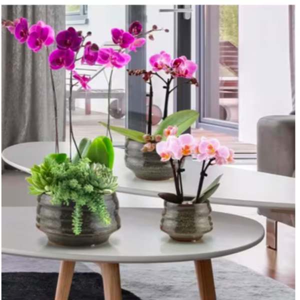 Three potted orchid arrangements on round tables in a bright room
