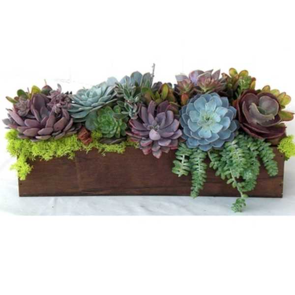 Succulent arrangement in a rectangular wooden planter