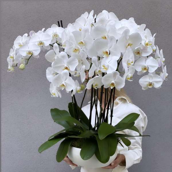 White orchid arrangement in a white bowl planter