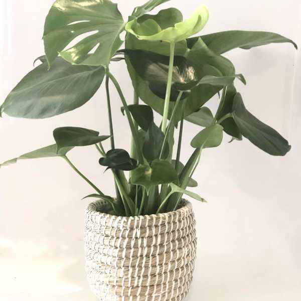 Monstera