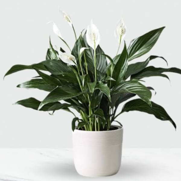 Potted peace lily with white blooms in a white planter