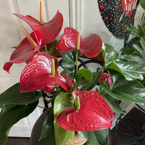 Red anthurium flowers in a basket with glossy green leaves