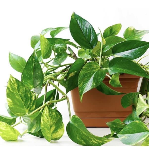 Trailing pothos plant in a terracotta pot