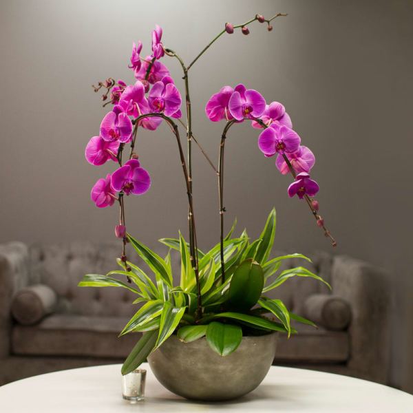 Pink orchids in a round gray planter with variegated green foliage