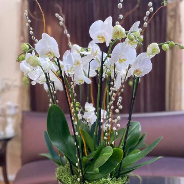 White orchids arranged in a low metallic bowl with moss