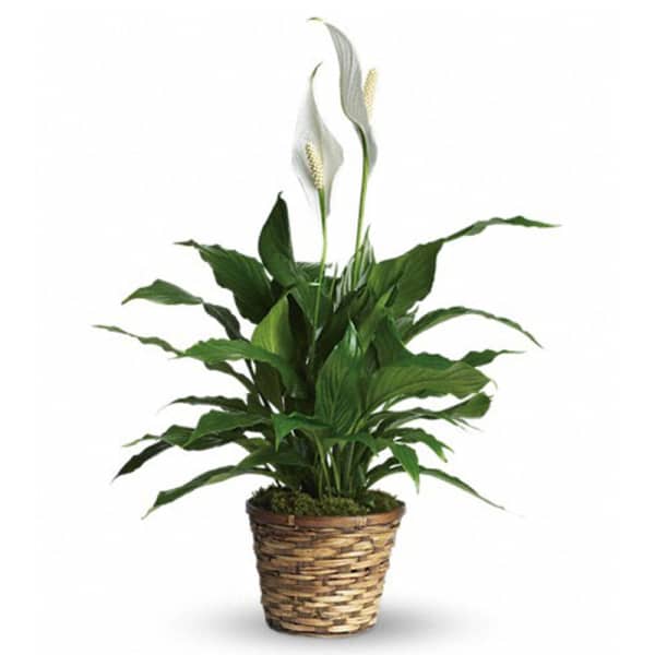 Potted peace lily with white blooms in a woven basket planter