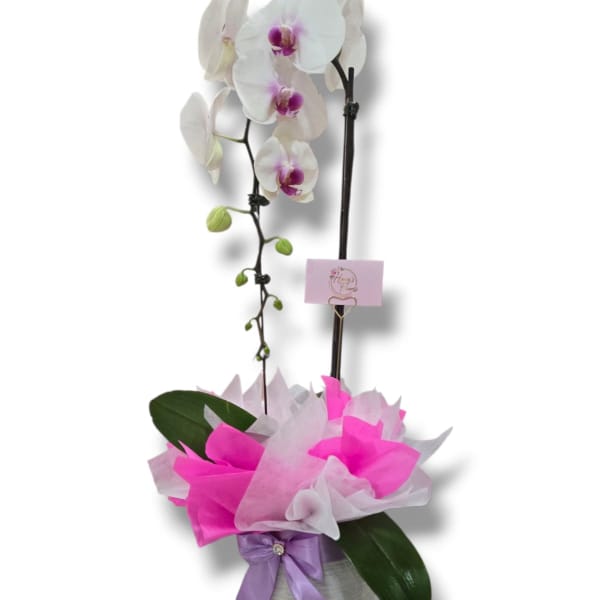 White orchid arrangement in a gray pot with pink and lavender wrapping