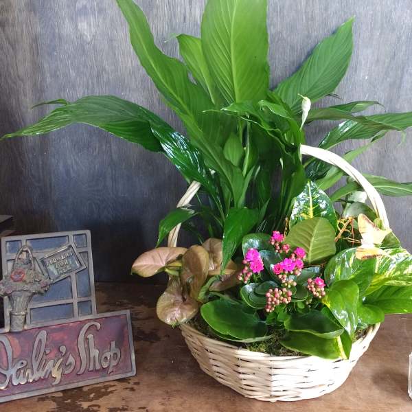 Basket of assorted green houseplants with small pink flowers