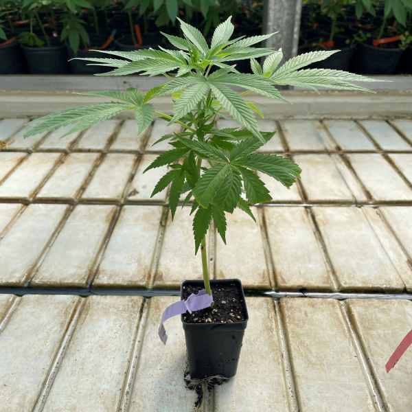 Potted cannabis plant with broad serrated leaves