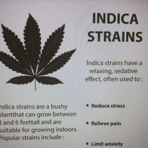 Poster about indica strains with a cannabis leaf graphic and text