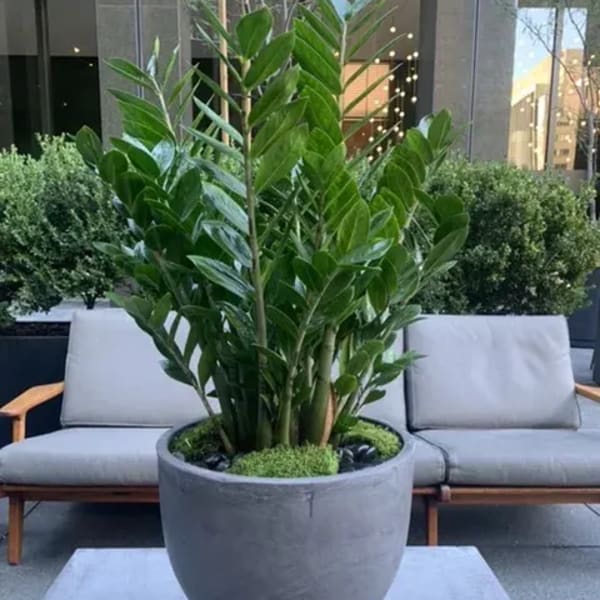 Potted green plant in a gray planter on a patio