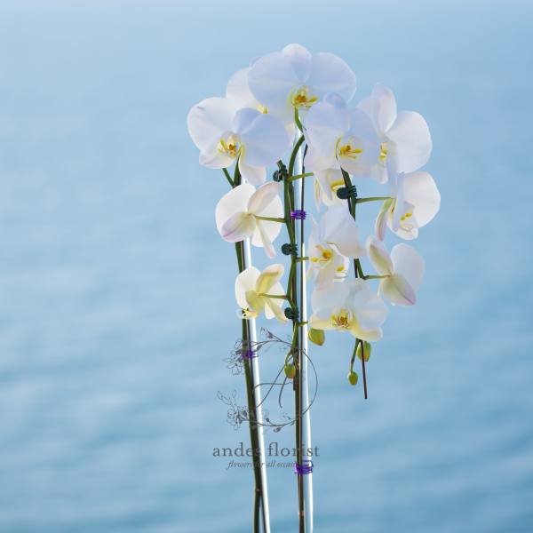 White orchid plant in a black ribbed pot