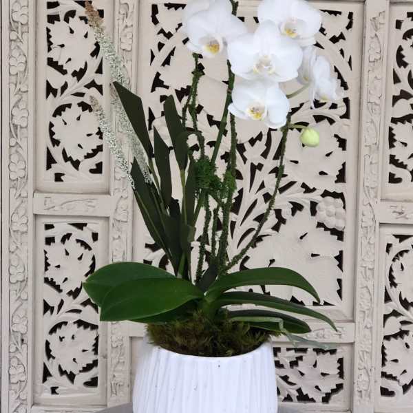 White orchid plant in a white ceramic pot
